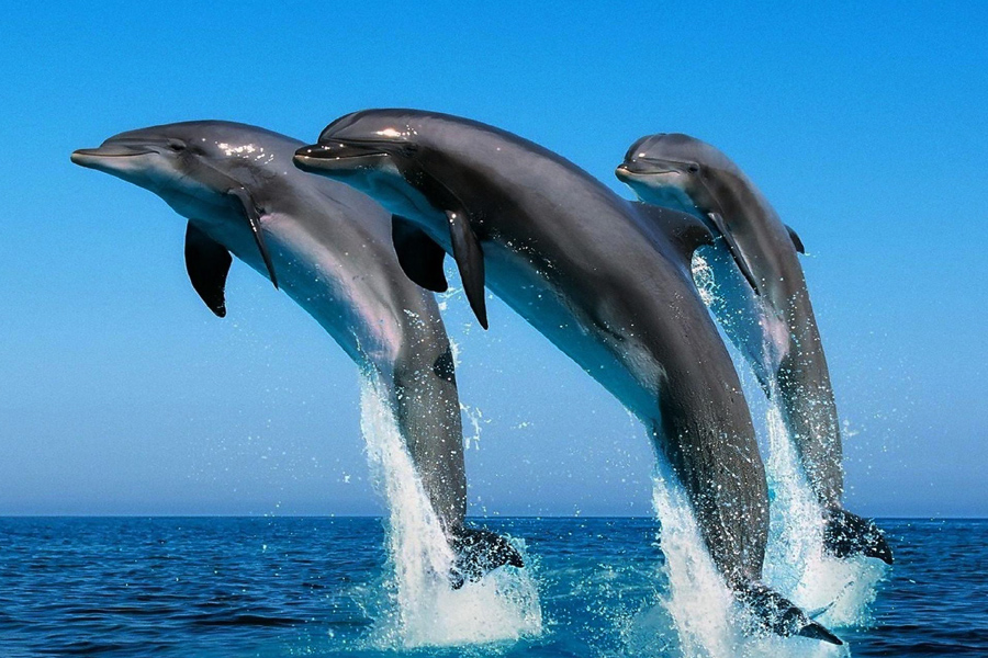 Goa Dolphin Tour